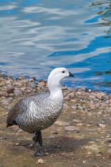 Male of Upland Goose (Chloephaga picta) in Ushuaia area, Land of Fire (Tierra del Fuego), Argentina