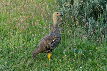 Female of Upland Goose (Chloephaga picta) in Ushuaia area, Land of Fire (Tierra del Fuego), Argentina