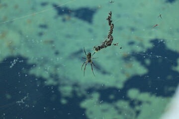 Araña