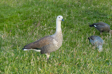 Upland Goose (Chloephaga picta) with goslings in Ushuaia area, Land of Fire (Tierra del Fuego), Argentina
