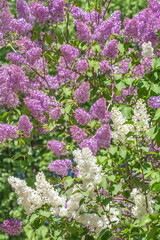 Obraz premium Blooming bushes of white and purple lilacs