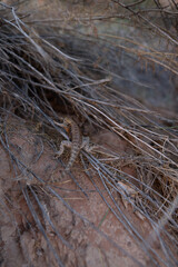 desert lizard