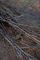 desert lizard