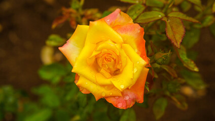 Rosa amarela e vermelha com gotas de chuva