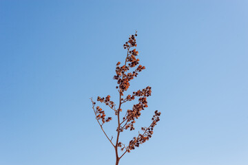 Dry branch of bush and blue sky.