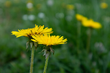 Yellow dandelion flowers on green background, Italy