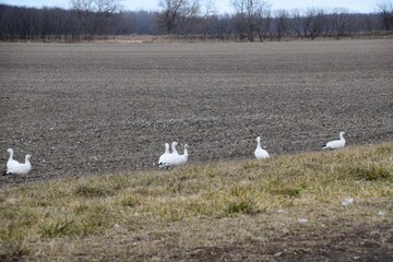 Waterfowl on a pit stop in the vicinity of Montreal