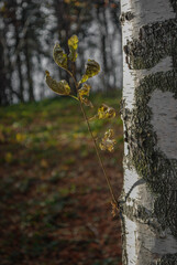 drzewo w lesie kora brzoza