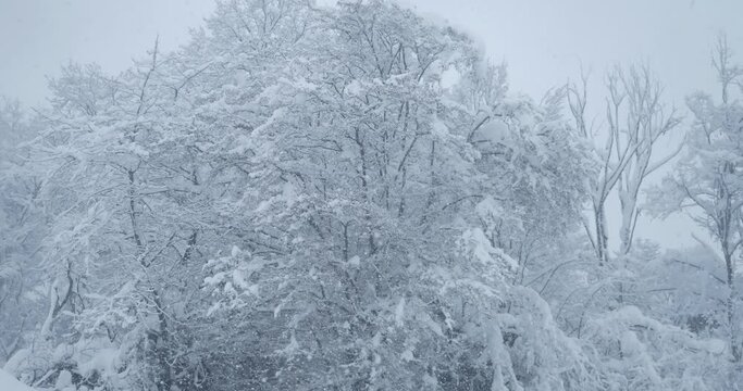 snowfall in the forest, snow-covered tree branches against a white sky background.