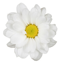 A flower with a yellow center and white petals. Isolated picture.