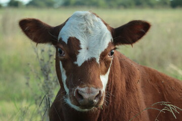 Vaca
