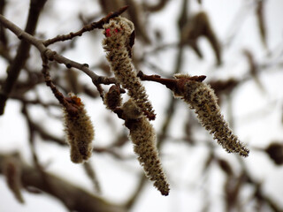 buds of willow