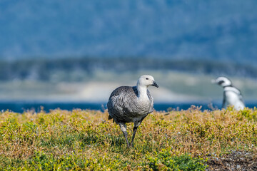 Male of Upland Goose (Chloephaga picta) at penguin colony, Land of Fire (Tierra del Fuego), Argentina