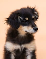Fototapeta premium mongrel puppy looking sideways in studio