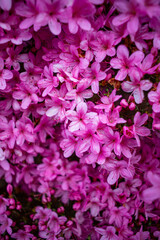 Obraz na płótnie Canvas Cornish Pink Bloom