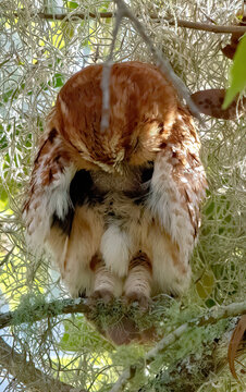 red eastern screech owl (Megascops Asio) perched on tree branch, looking down and preening belly,  brooding patch showing