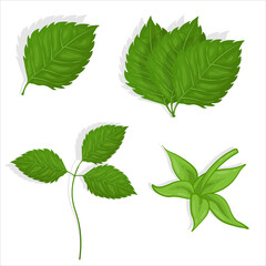 Set of raspberry green leaves illustration for web isolated on white background