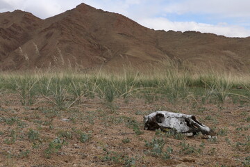 Beautiful landscape of Mongolia. Untouched nature in summer with grass and flowers. Mongolia, yurt, nomads, pastures, skull, camel.