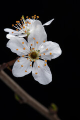 spring flower macro