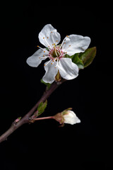 Fototapeta na wymiar spring flower macro 