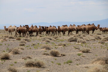 Beautiful landscape of Mongolia. Untouched nature in summer with grass and flowers. Mongolia, yurt, nomads, pastures, skull, camel.