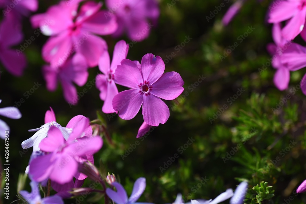 Poster Moss phlox blooms pink, purple, blue and other flowers from spring to early summer, and it looks like a carpet of flowers.