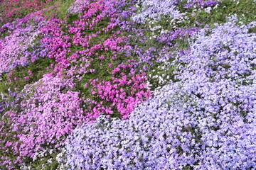 Moss phlox blooms pink, purple, blue and other flowers from spring to early summer, and it looks like a carpet of flowers.
