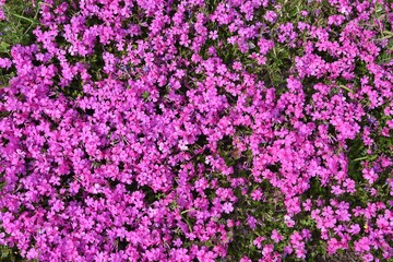 Moss phlox blooms pink, purple, blue and other flowers from spring to early summer, and it looks like a carpet of flowers.