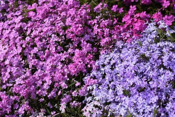 Moss phlox blooms pink, purple, blue and other flowers from spring to early summer, and it looks like a carpet of flowers.