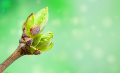 spring twig with young leaves on a green background with bokeh close-up. Lilac branch in early spring