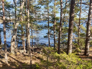 Beautiful Forest on Swedish Coast