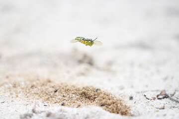 Sand wasp, Stictia signata, Vespa da Areia 