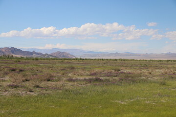 Beautiful landscape of Mongolia. Untouched nature in summer with grass and flowers. Mongolia, yurt, nomads, pastures, skull, camel, path, road in the dunes.