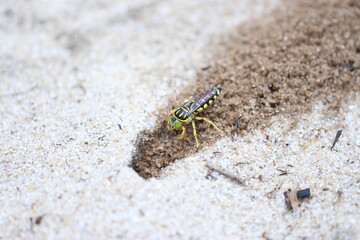 Sand wasp, Stictia signata, Vespa da Areia 