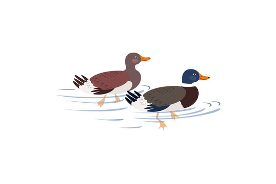 Two ducks are swimming on the lake. Ducks in hand drawn style isolated on white background.