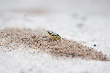 Sand wasp, Stictia signata, Vespa da Areia 