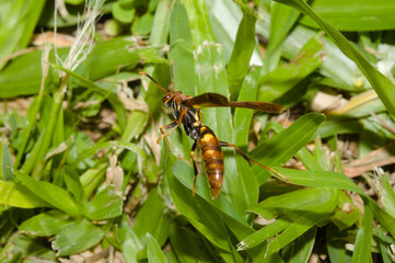 Wasp in a garden of a house in Brazil