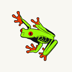 Red-eyed tree frog (Agalychnis callidryas).