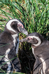 Magellanic Penguins (Spheniscus magellanicus) at colony, Land of Fire (Tierra del Fuego), Argentina