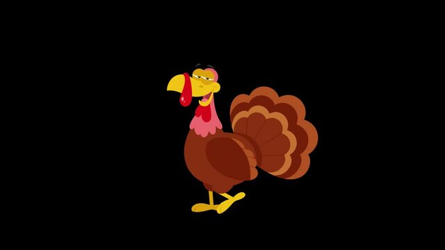 Cute Turkey Cartoon Character Walking. 4K Animation Video Motion Graphics Without Background