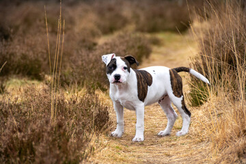 White and brown English Staffordshire Bull Terrier Puppy standing in a field