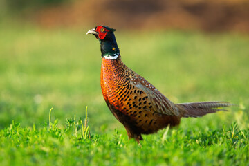 Plakat Common pheasant standing on grass in springtime nature