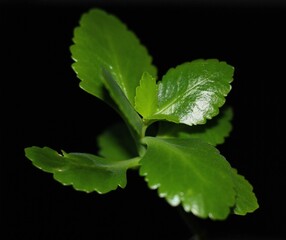 Macro shot of a houseplant