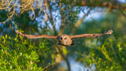 Barred owl (Strix varia) flying towards camera, wings straight out,  trees and leaves bokeh background, side lighting on feathers, blue sky, nice morning lighting