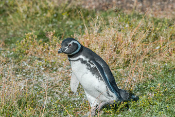 Immature Magellanic Penguin (Spheniscus magellanicus) at colony, Land of Fire (Tierra del Fuego), Argentina