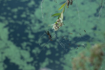 Araña