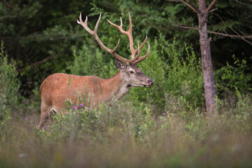 Naklejka na ściany i meble Red deer walking in vivid forest in summertime nature