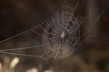 Spider web with some dew backlit by the early morning sun at the San Jacinto wildlife area near Lake Perris in Southern California © Khaleel
