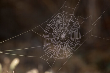 Spider web with some dew backlit by the early morning sun at the San Jacinto wildlife area near Lake Perris in Southern California