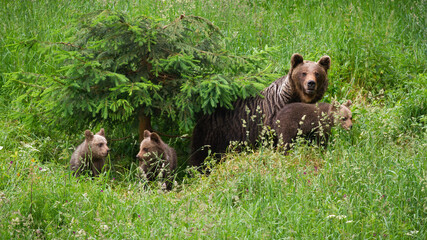 Family of brown bearmoving on pasture in green nature